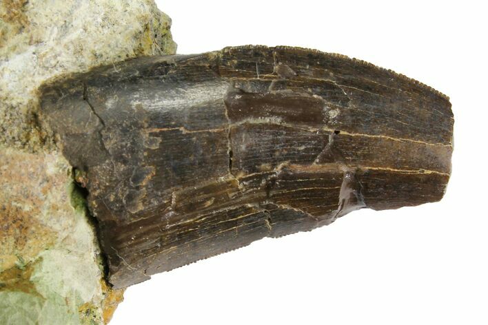 Serrated Tyrannosaur Tooth In Rock - Two Medicine Formation #145028